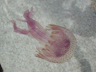 medusa pelagia